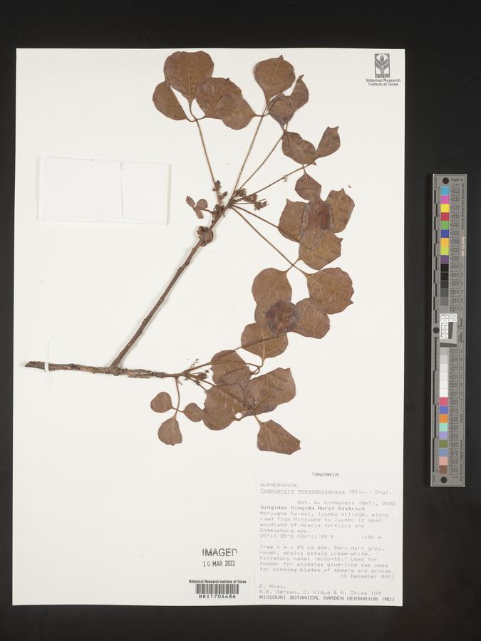 Commiphora mossambicensis image