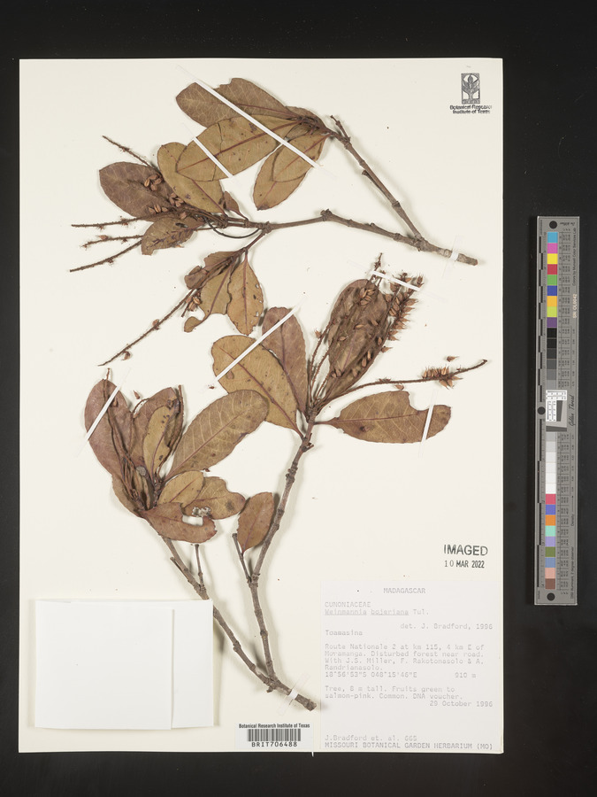Pterophylla bojeriana image