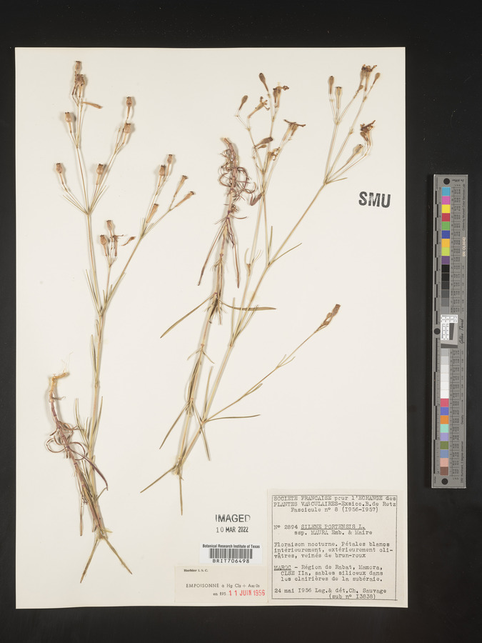 Silene portensis subsp. maura image