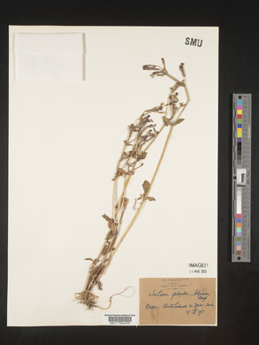 Silene pseudoatocion image