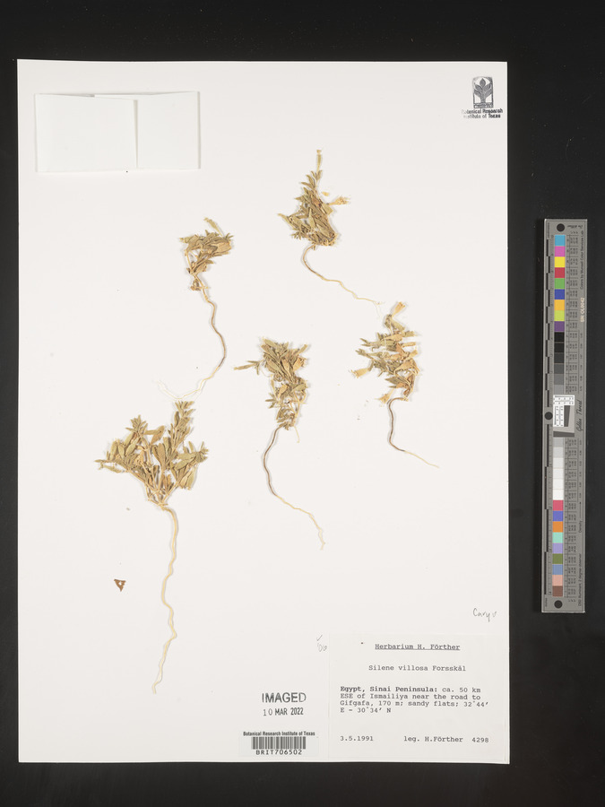 Silene villosa image