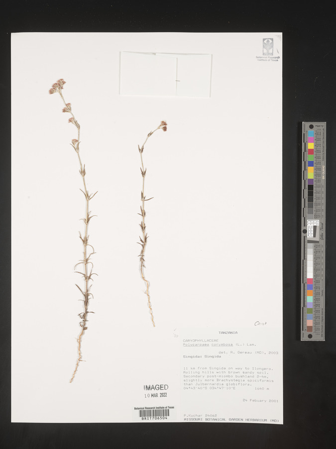 Polycarpaea corymbosa image