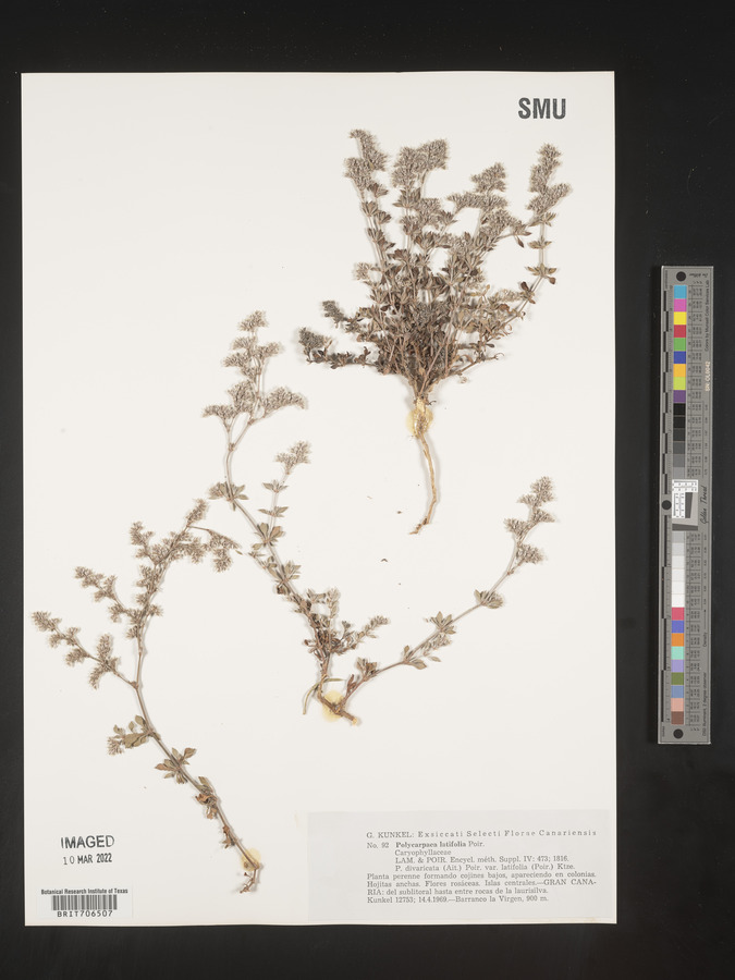 Polycarpaea latifolia image