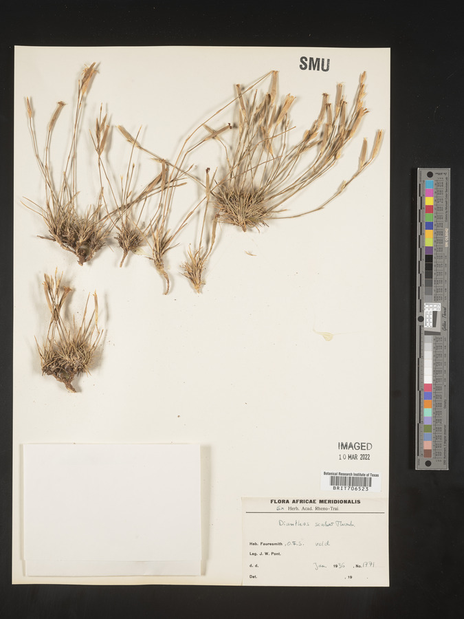 Dianthus scaber image