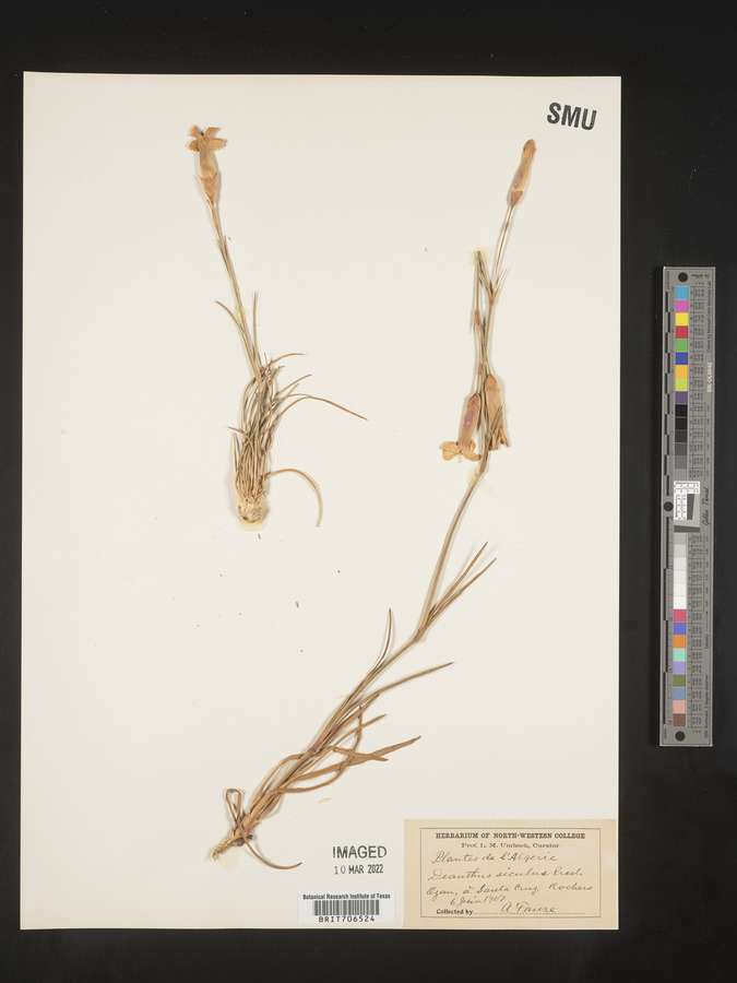 Dianthus siculus image