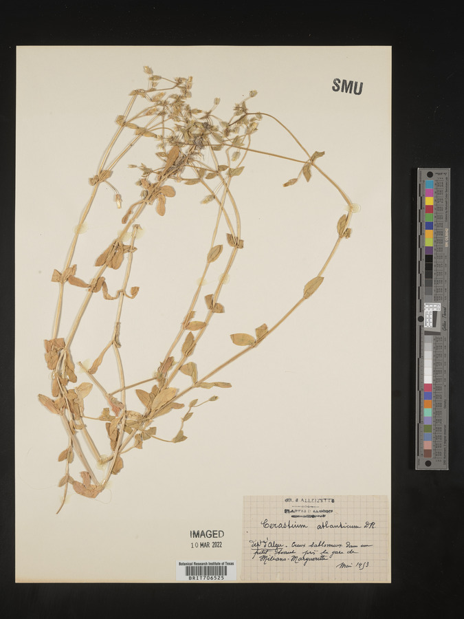 Cerastium afromontanum image