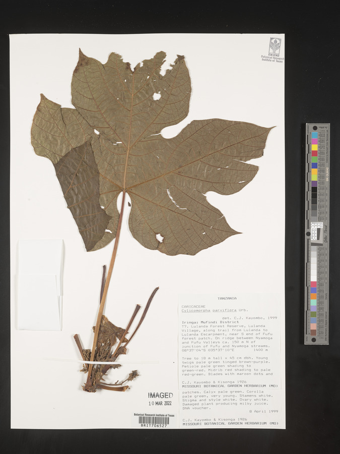 Cylicomorpha image