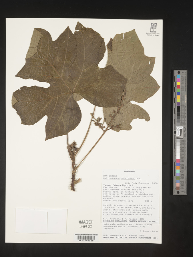Cylicomorpha parviflora image