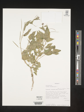 Cleome monophylla image