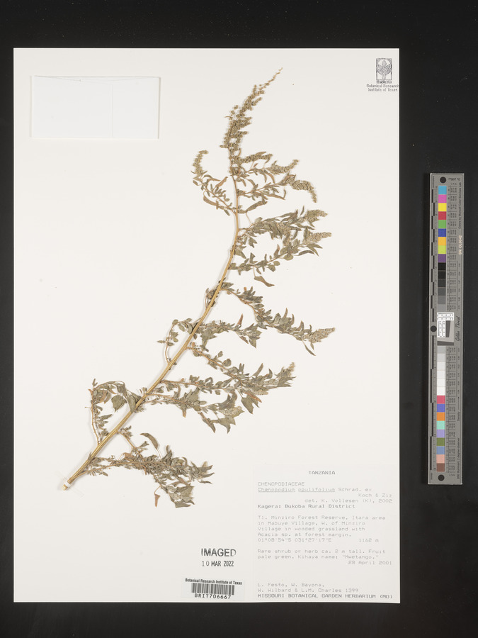 Chenopodium opulifolium image