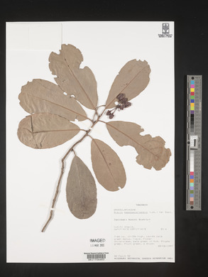 Brexia madagascariensis image