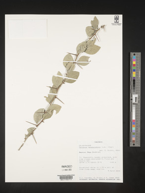 Gymnosporia senegalensis image