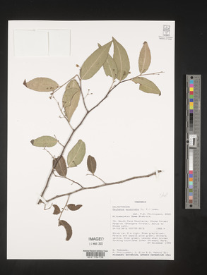 Maytenus acuminata image