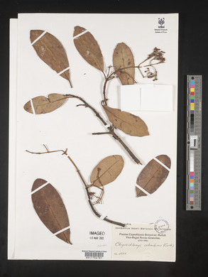 Chrysochlamys colombiana image