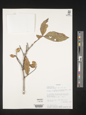 Combretum pisoniiflorum image