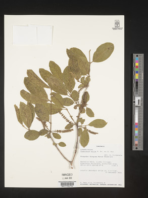 Combretum pisoniiflorum image