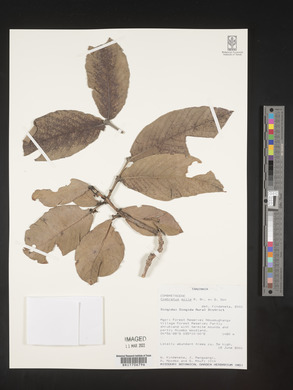 Combretum pisoniiflorum image