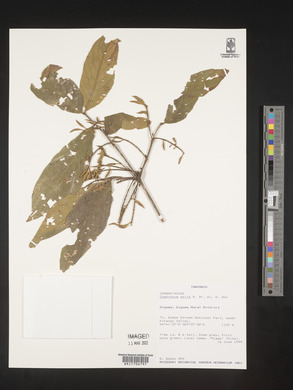 Combretum pisoniiflorum image