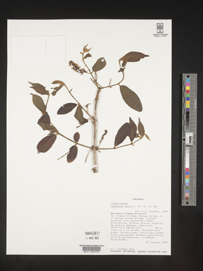 Combretum pisoniiflorum image