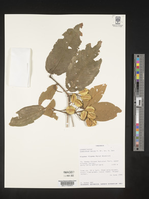 Combretum pisoniiflorum image