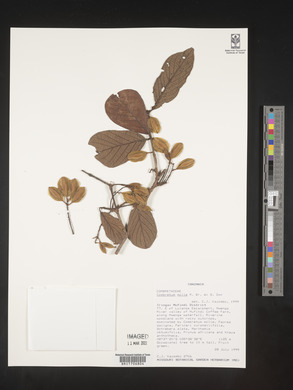 Combretum pisoniiflorum image