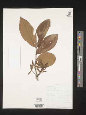 Combretum pisoniiflorum image