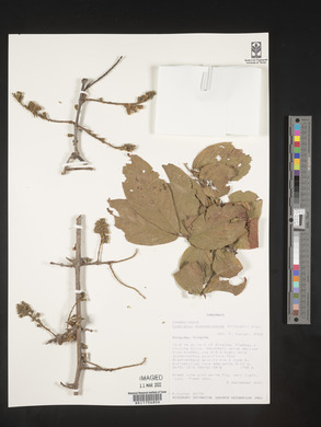 Combretum mossambicense image