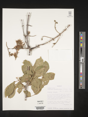 Combretum mossambicense image