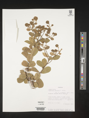 Combretum obovatum image