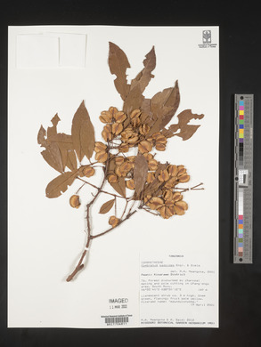 Combretum padoides image