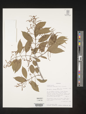 Combretum padoides image