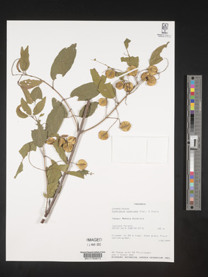 Combretum padoides image