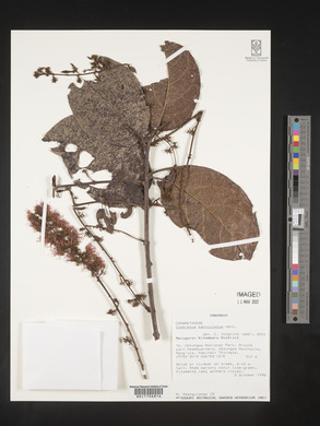 Combretum paniculatum image