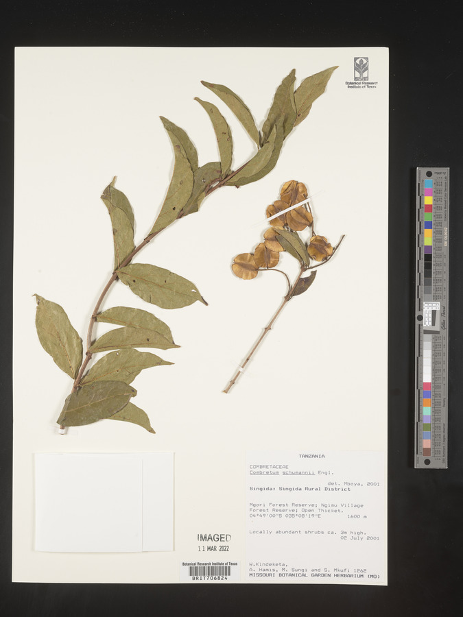 Combretum schumannii image