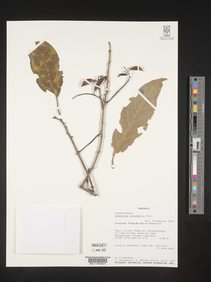 Combretum schumannii image