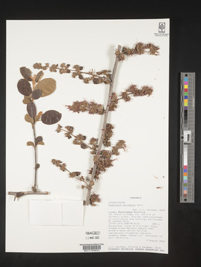 Combretum aculeatum image