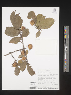 Combretum apiculatum image