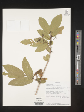 Combretum apiculatum image