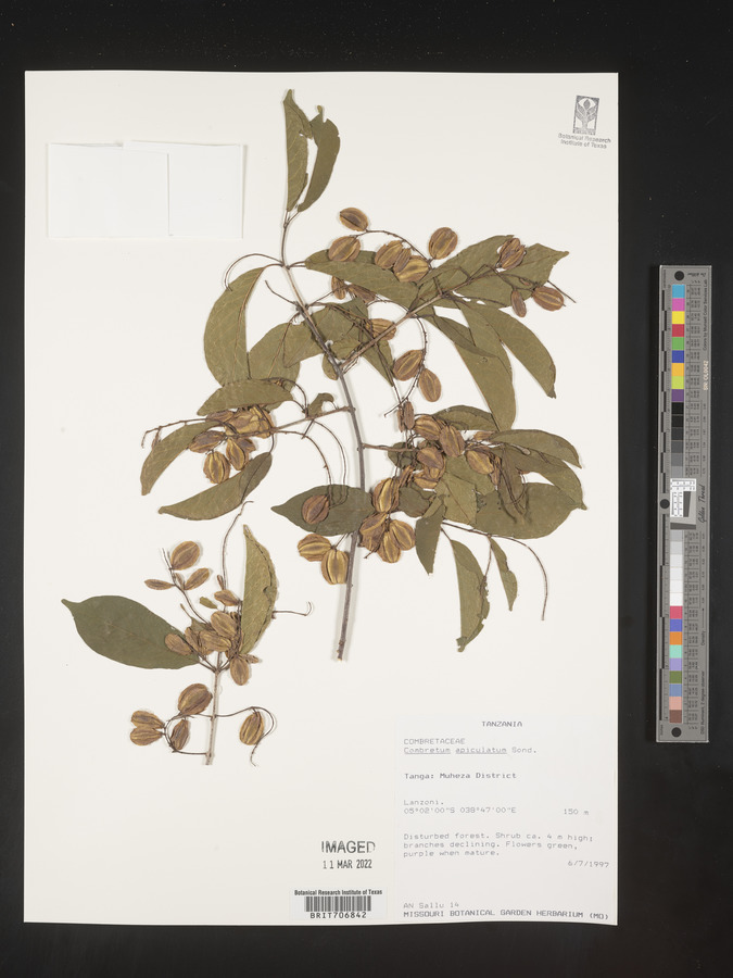 Combretum apiculatum image