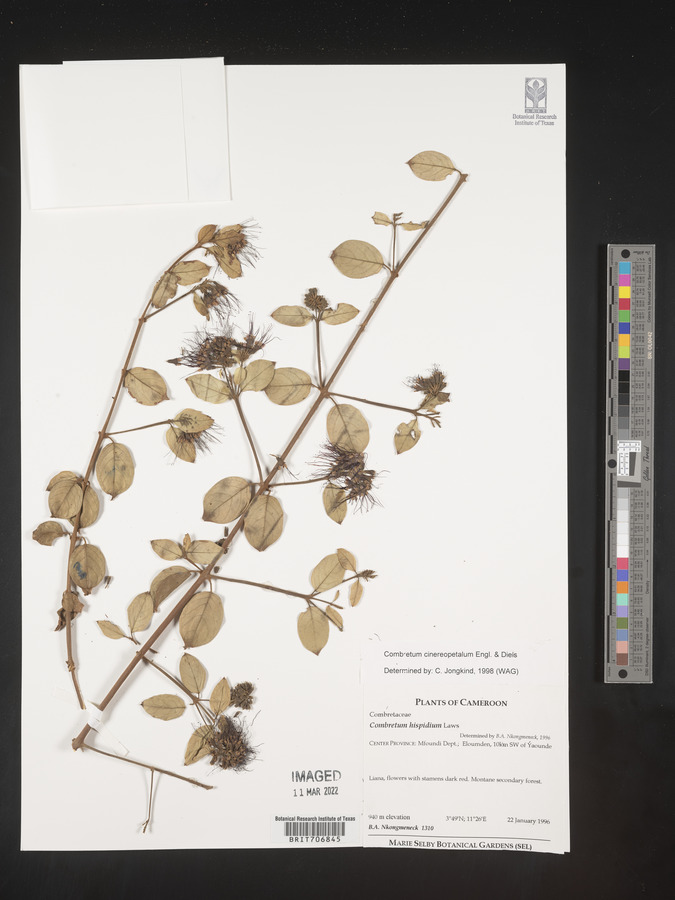 Combretum cinereopetalum image