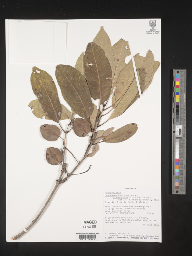 Combretum collinum subsp. binderianum image