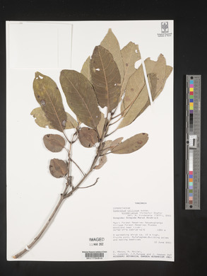 Combretum collinum image