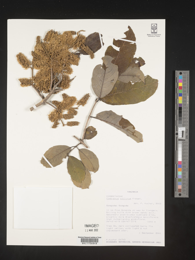 Combretum collinum image