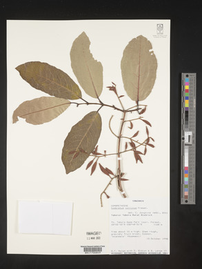 Image of Combretum collinum