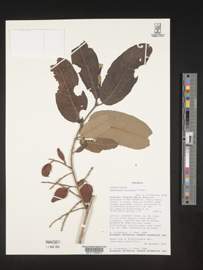 Combretum collinum image