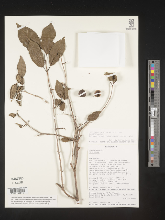 Combretum malifolium image