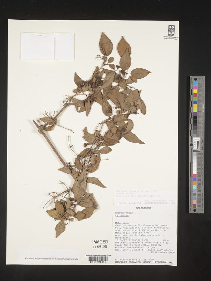 Combretum subumbellatum image