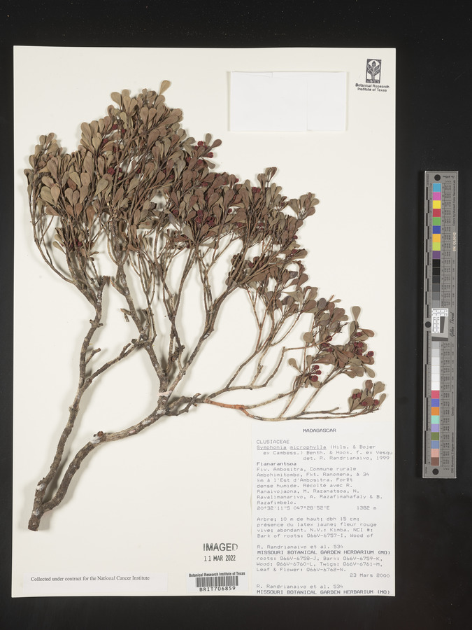 Symphonia microphylla image