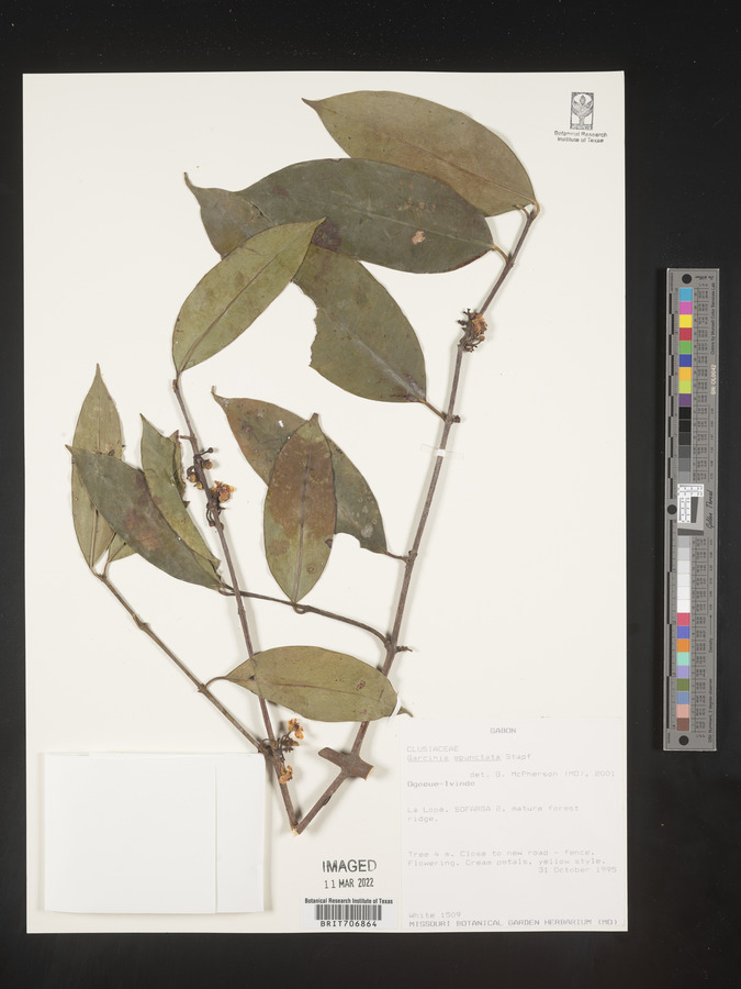Garcinia preussii image