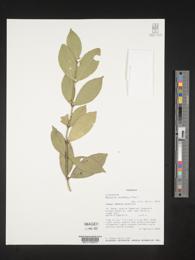 Garcinia volkensii image